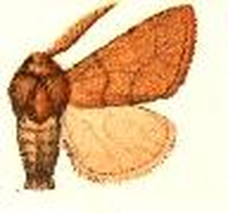 Copipanolis fasciata