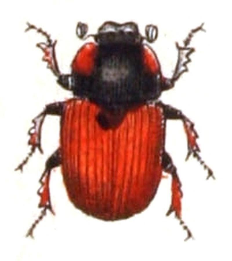 Coprimorphus.scrutator.-.calwer.21.16