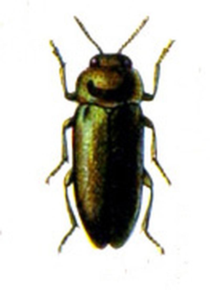 Coraebus elatus