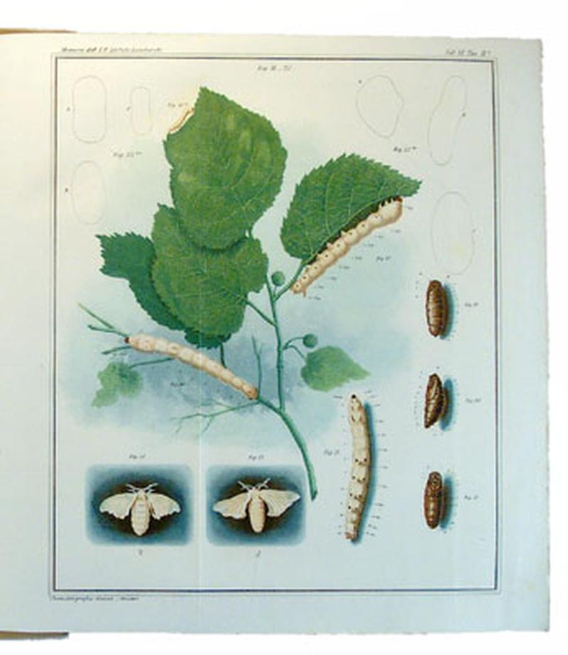 Plate from Monografia del bombice del gelso