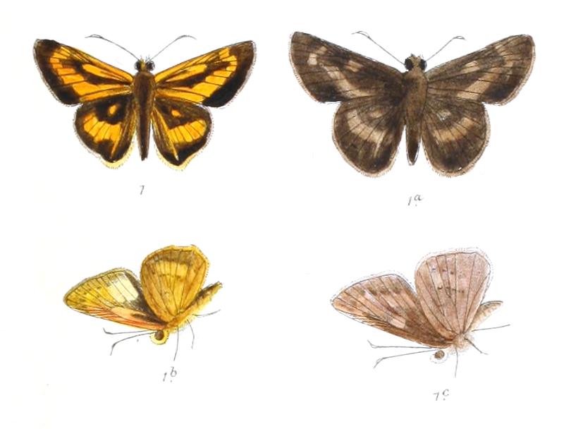 CoronePalmarum 814 1 Fitch