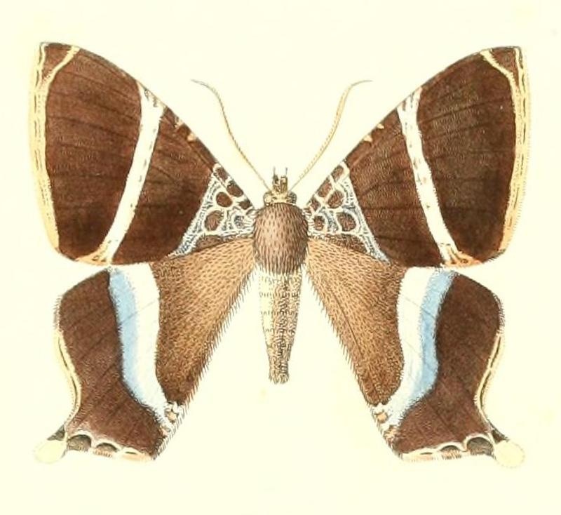 Coronidia hyphasis