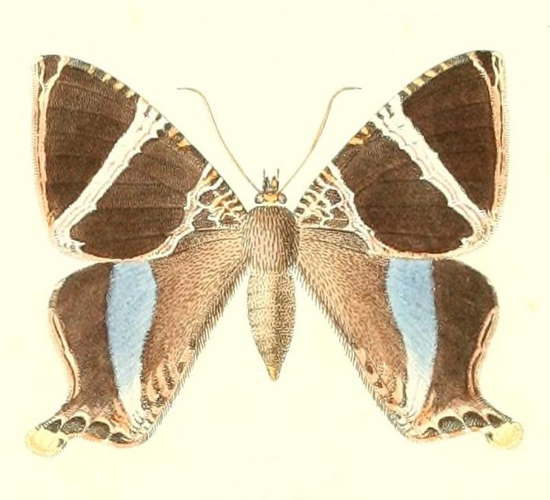 Coronidia hysudrus