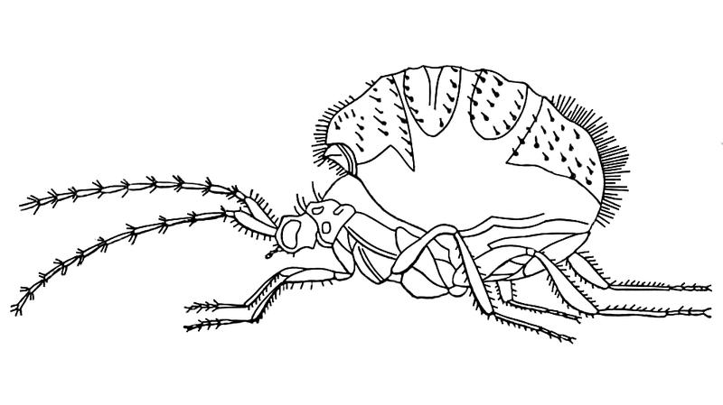 Corotoca melantho