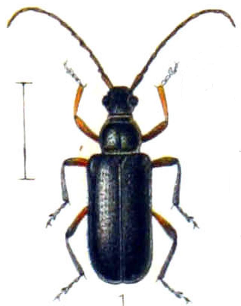 Cortodera femorata