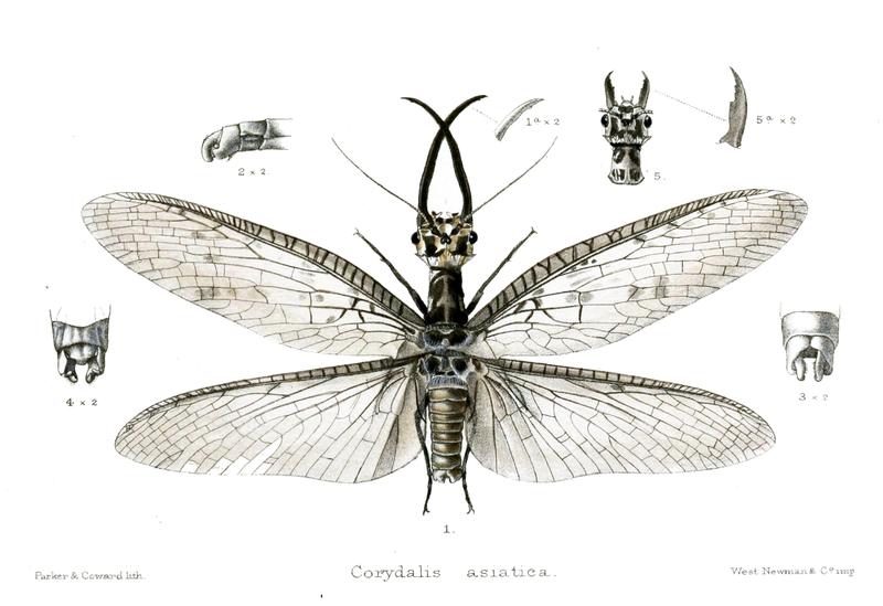 Corydalis asiatica Corydalidae Megaloptera