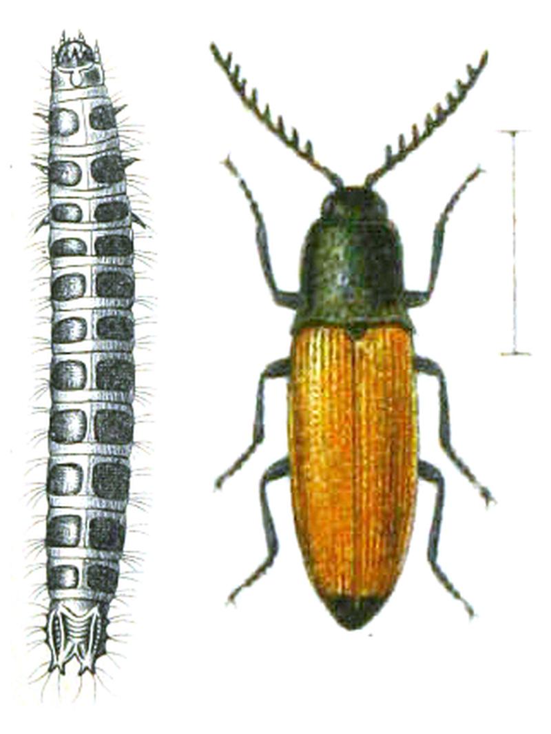 Corymbites castaneus