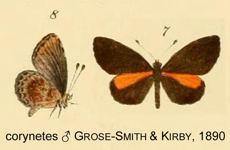 Durbania corynetes from original description
