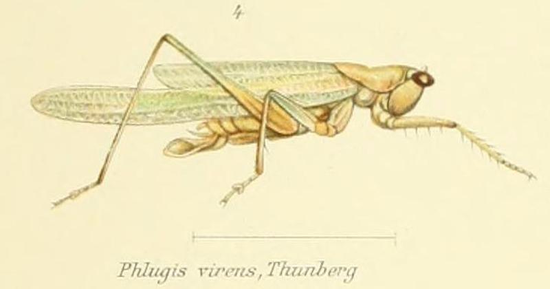 Coscineuta virens (Thunberg, 1815)