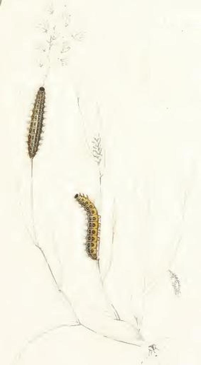 Coscinia cribraria larva