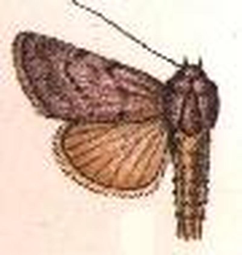 Cosmia andesica
