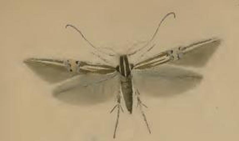 Cosmopterix lienigiella