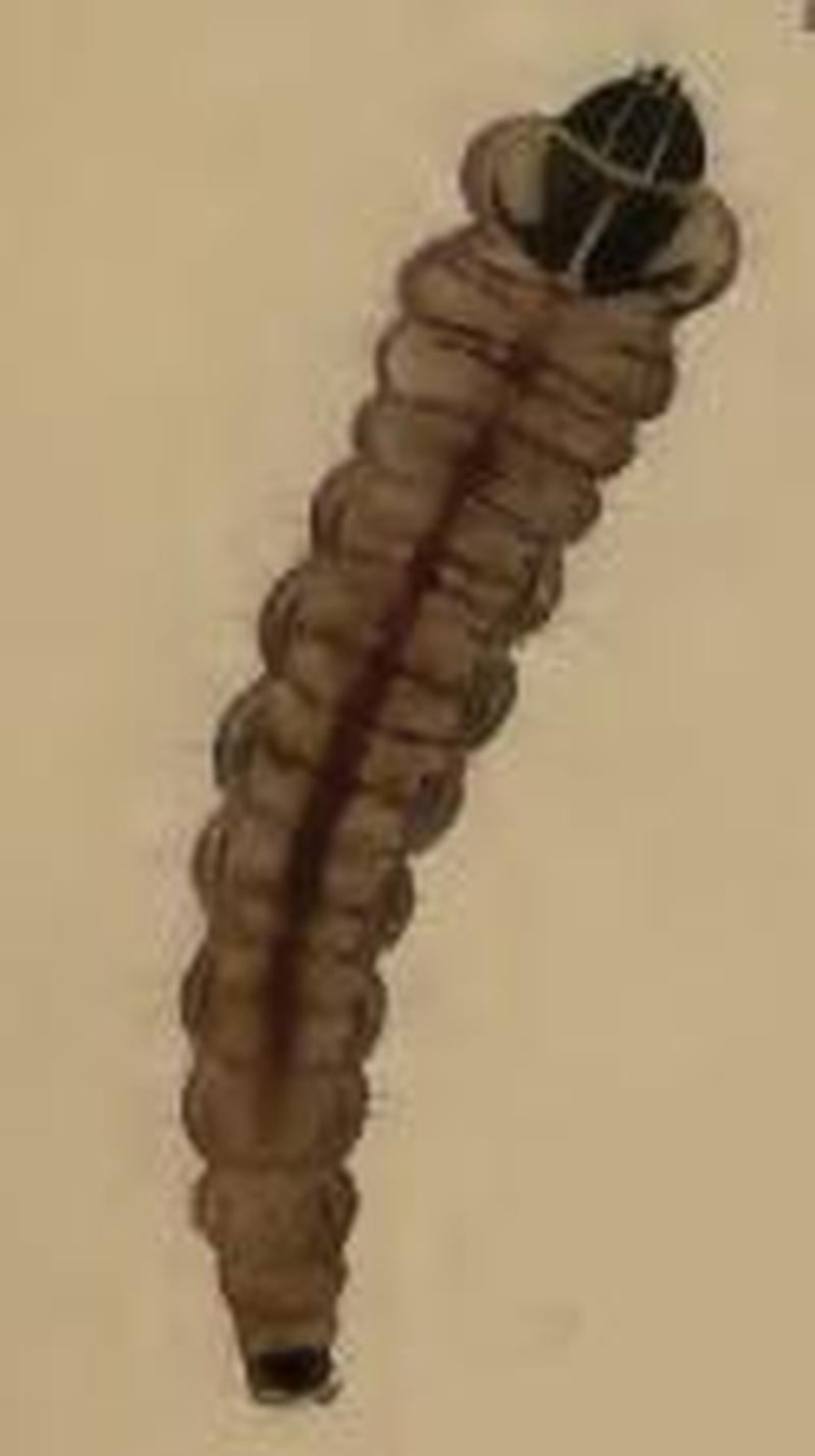 Cosmopterix lienigiella larva