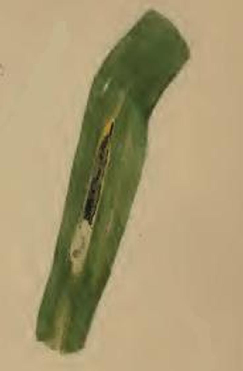 Cosmopterix lienigiella mined leaf blade of Phragmites