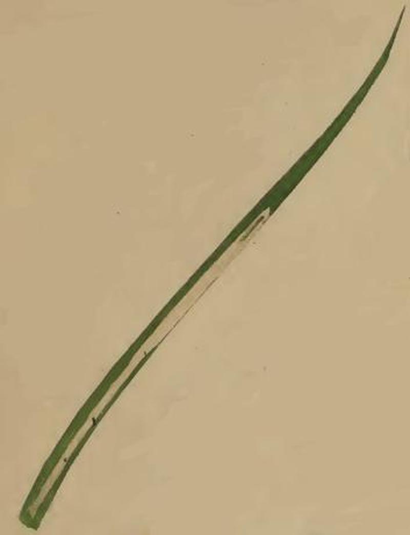 Cosmopterix orichalcea a mined leaf blade of Festuca arundinacea