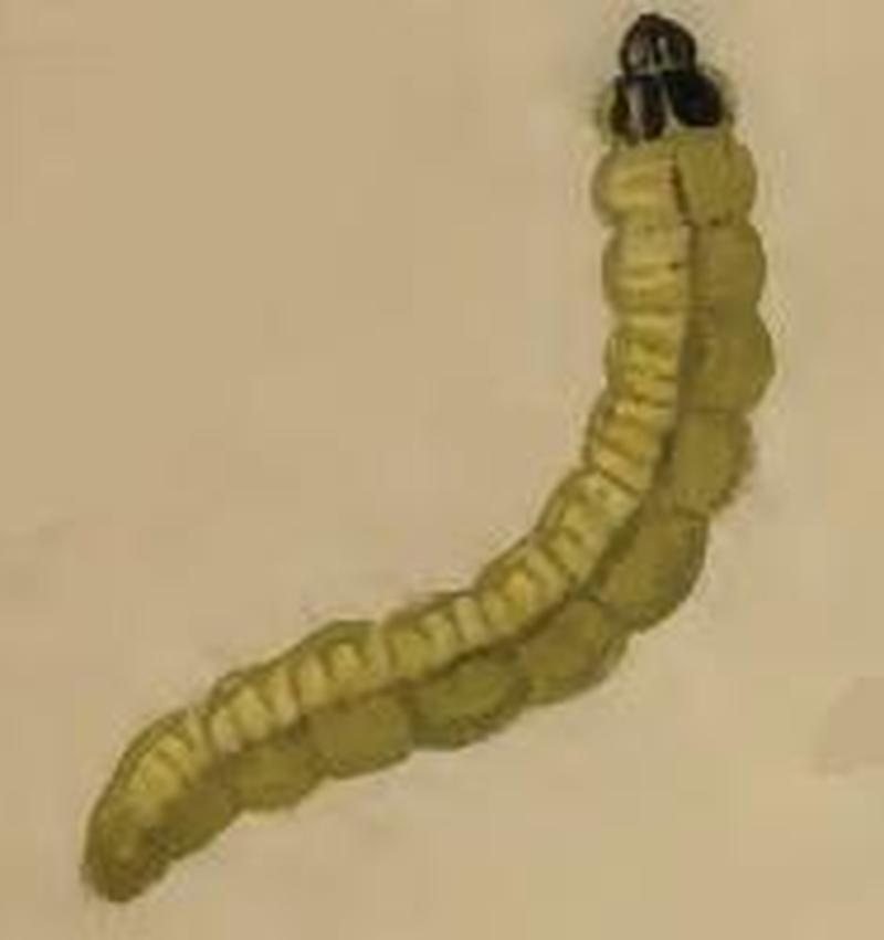 Cosmopterix orichalcea larva