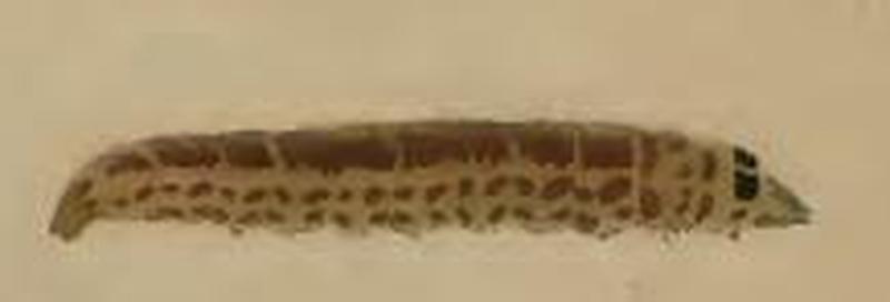 Cosmopterix schmidiella larva