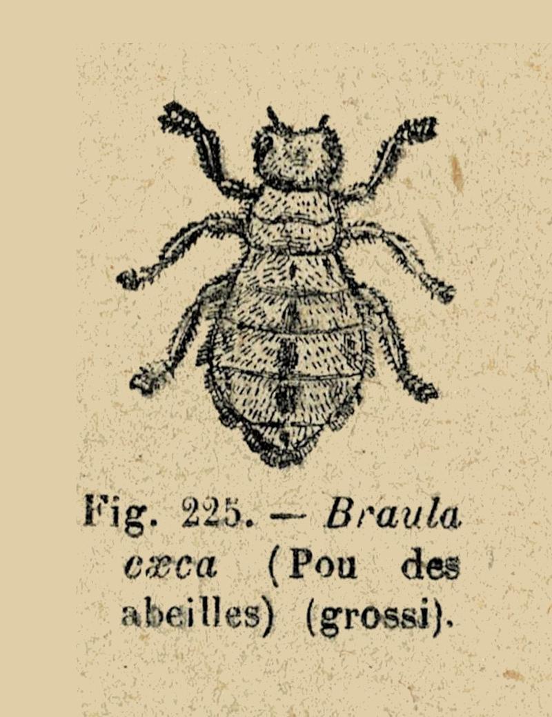 Cours apiculture-Bonnier-f225