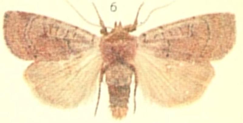 Cousin German Moths of the British Isles