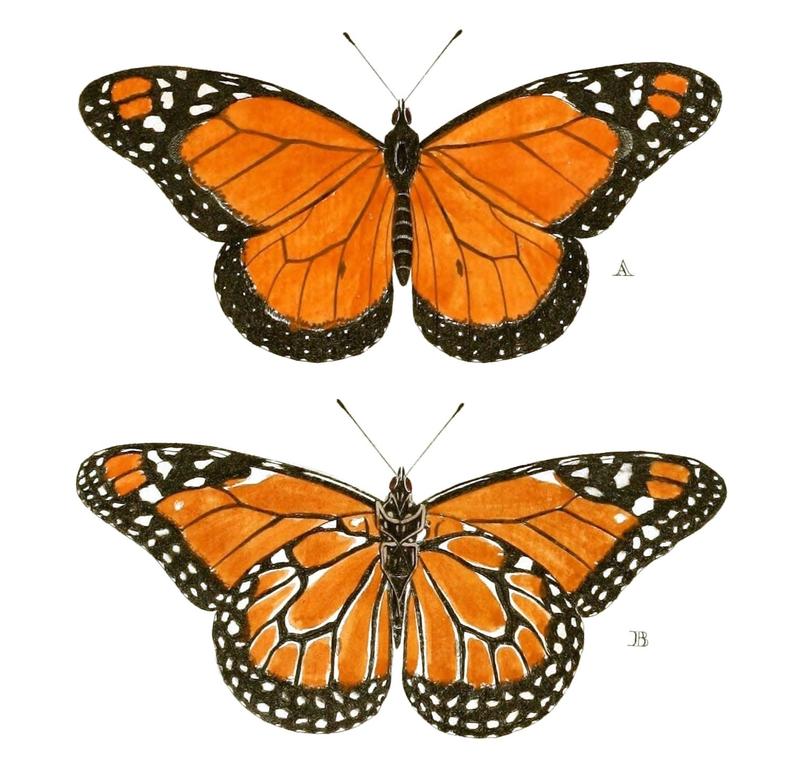 Cramer&Stoll-uitlandsche kapellen vol. 1- plate 003, fig A & B, Danaus erippus
