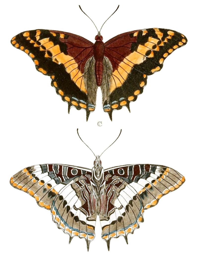Cramer&Stoll-uitlandsche kapellen vol. 1- plate 003, fig C & D, Charaxes pelias