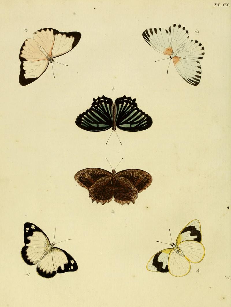 Cramer&Stoll-uitlandsche kapellen vol. 2- plate 110