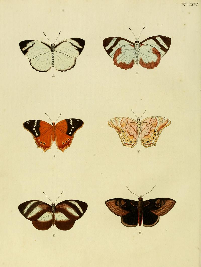 Cramer&Stoll-uitlandsche kapellen vol. 2- plate 116