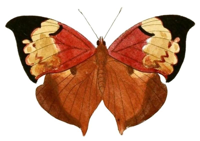 Cramer&Stoll-uitlandsche kapellen vol. 2- plate 119, F, Zaretis itys