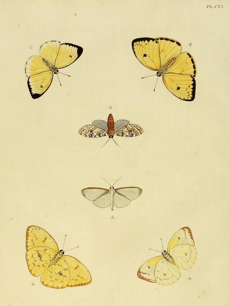 Cramer&Stoll-uitlandsche kapellen vol. 2- plate 120