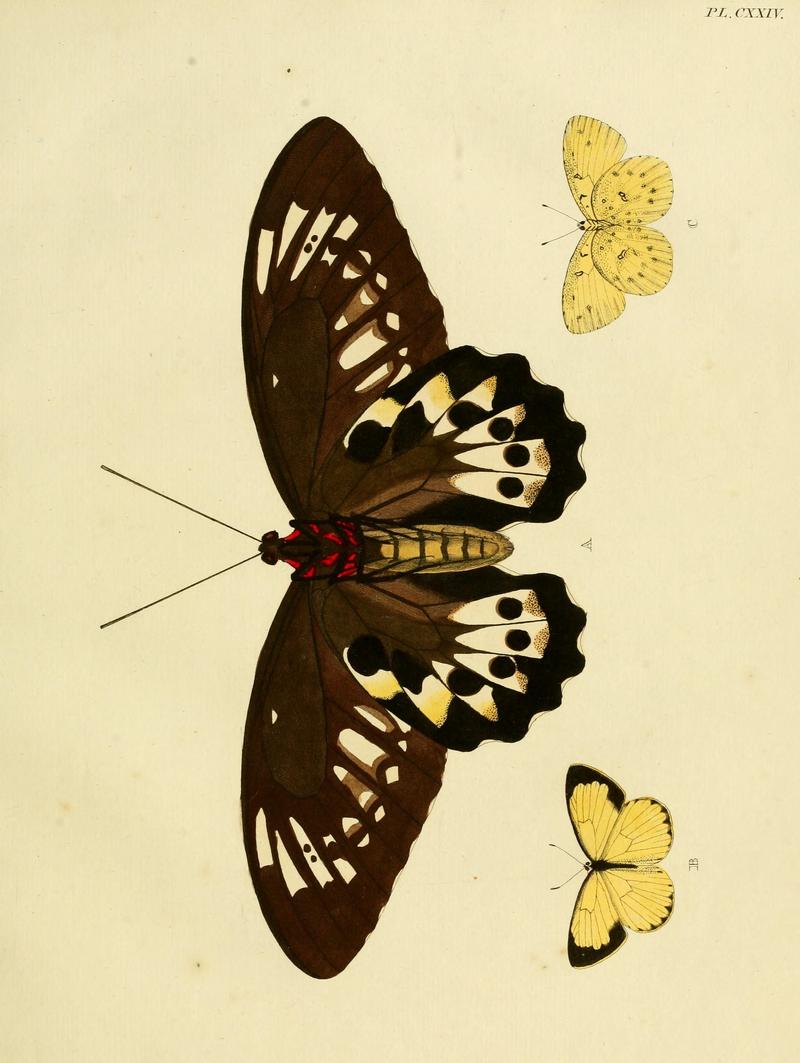 Cramer&Stoll-uitlandsche kapellen vol. 2- plate 124