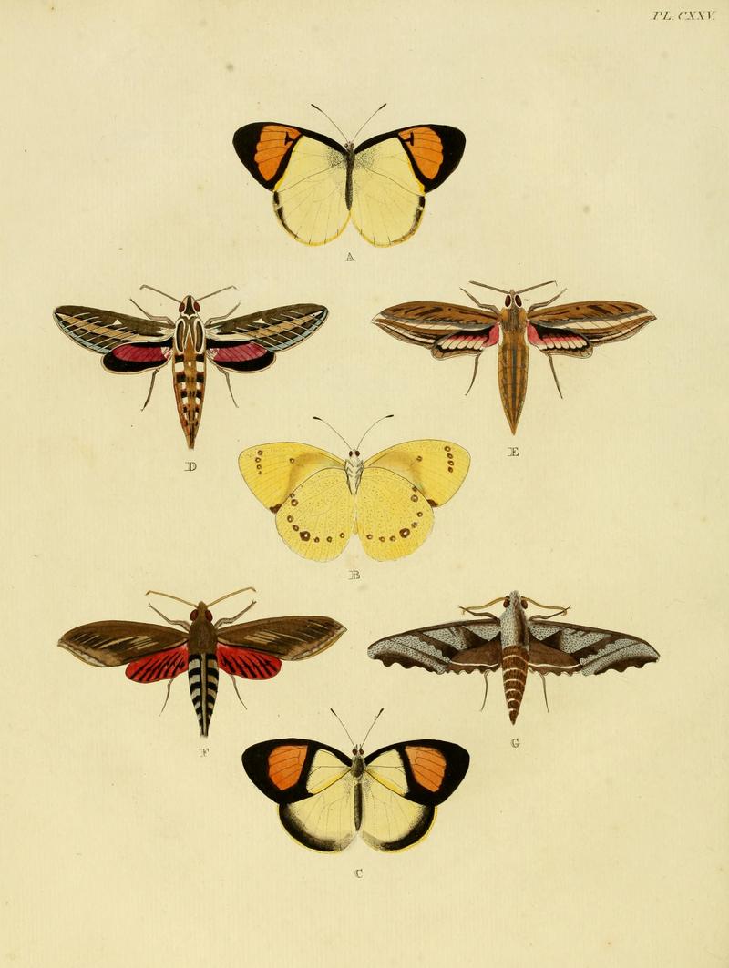 Cramer&Stoll-uitlandsche kapellen vol. 2- plate 125