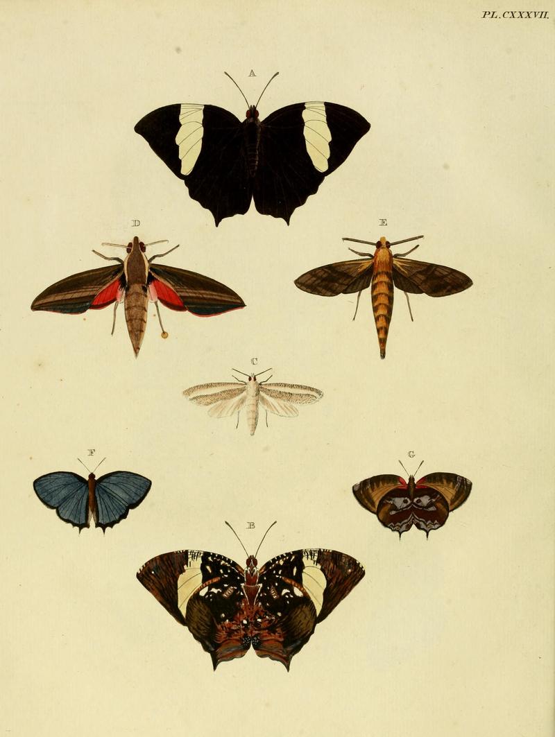 Cramer&Stoll-uitlandsche kapellen vol. 2- plate 137