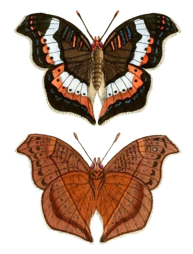 CramerAndStoll-uitlandsche kapellen supplement- pl. 27, Precis pelarga