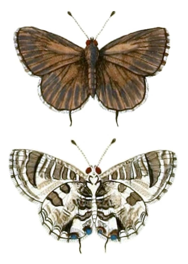 CramerAndStoll-uitlandsche kapellen vol. 4- pl 379, Cacyreus lingeus