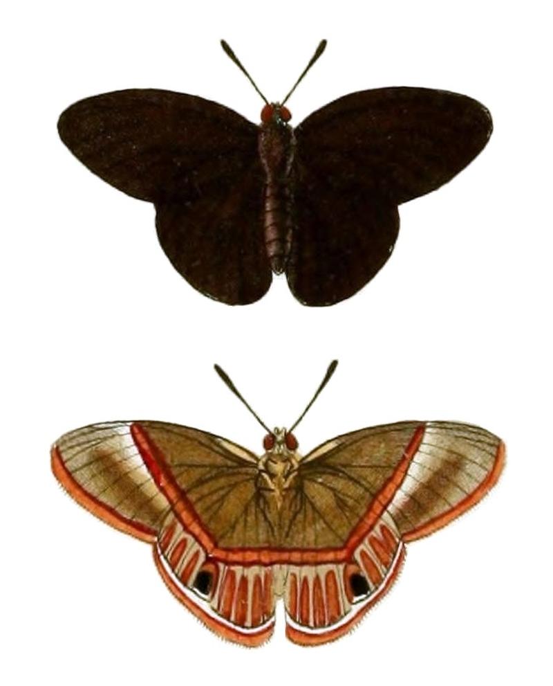 CramerAndStoll-uitlandsche kapellen vol. 4- pl 379, Euselasia arbas
