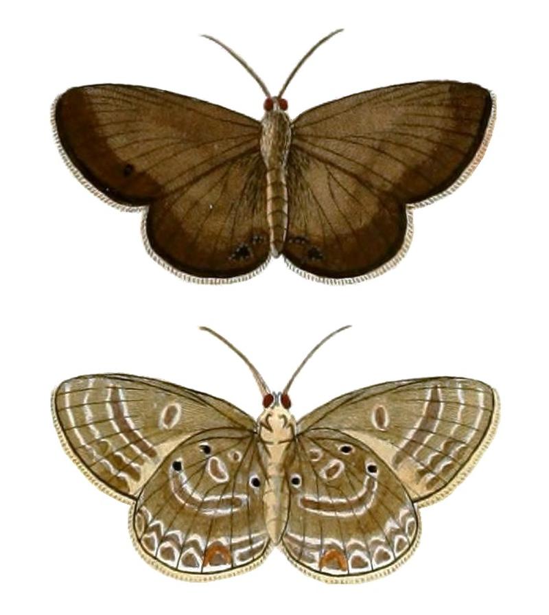 CramerAndStoll-uitlandsche kapellen vol. 4- pl 379, Lepidochrysops parsimon