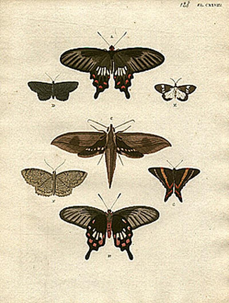 Plate from Papillons Exotiques des Trois parties du Monde lAsie lAfrique et lAmerique Amsterdam 177991