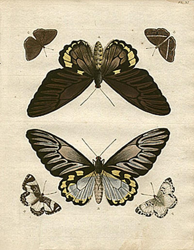 Plate from Papillons Exotiques des Trois parties du Monde lAsie lAfrique et lAmerique Amsterdam 177991