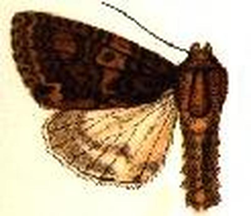 Craniophora nubilata