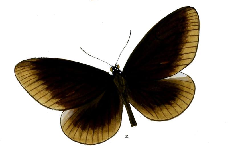 CrastiaCamorta 28 2
