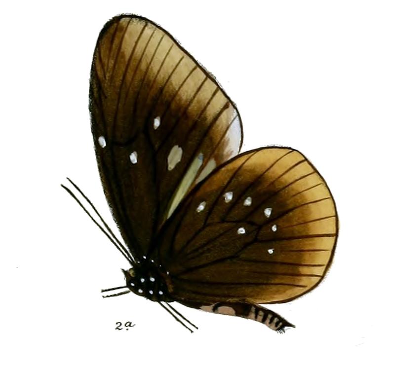 CrastiaCamorta 28 2a