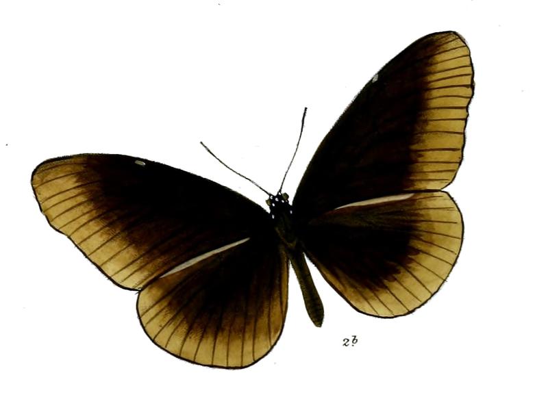 CrastiaCamorta 28 2b
