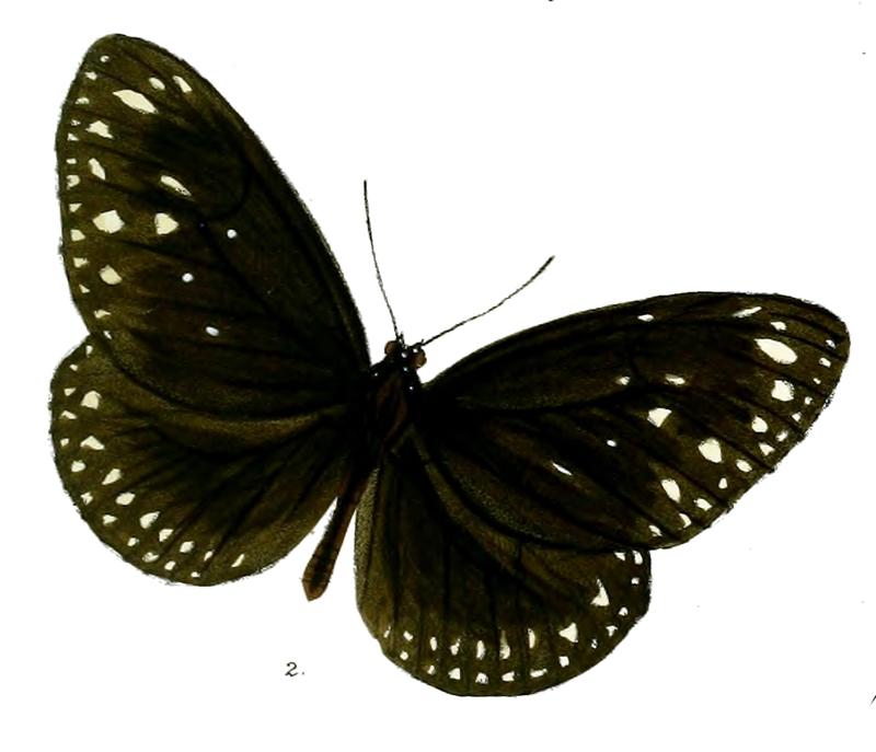 CrastiaEsperi 27 2