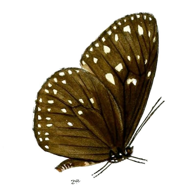 CrastiaEsperi 27 2a