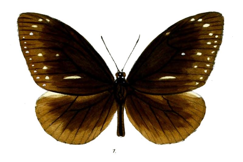 CrastiaFrauenfeldiiM 27 1