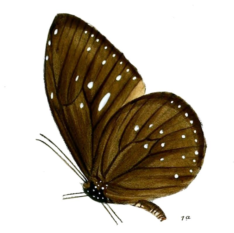 CrastiaFrauenfeldiiM 27 1a