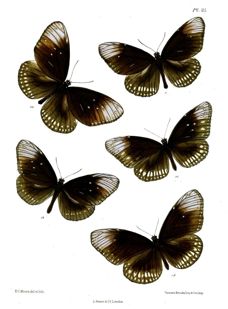 CrastiaGodartii 25