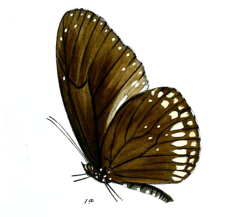 CrastiaLayardi 26 1a