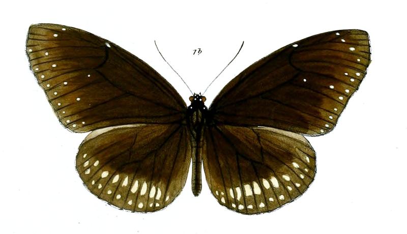 CrastiaLayardi 26 1b