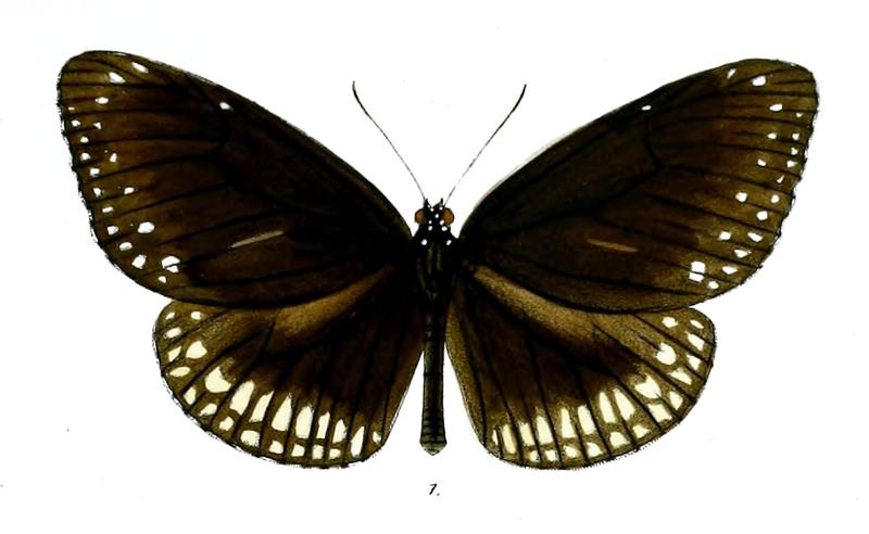 CrastiaLayardii 26 1